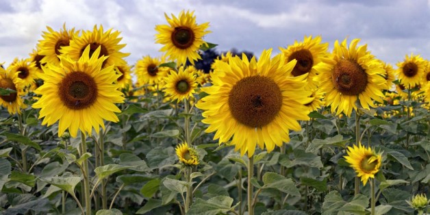 Sonnenblumen