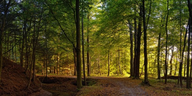 Waldlicht