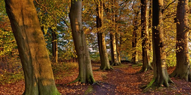 Herbstlicht I